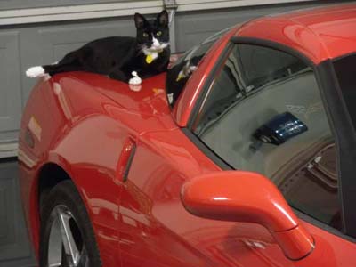 image for Cats in the Car: Tips on Transporting Your Cat to the Veterinary Hospital